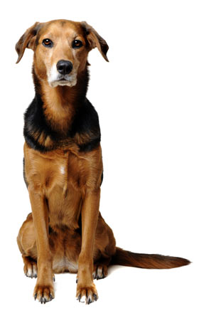 Mutts: Mixed Breed Dogs and Why They're Great - Slideshow