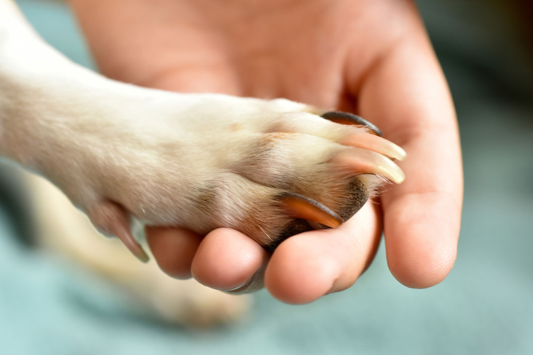 How to cut dog's nail to make the quick recede