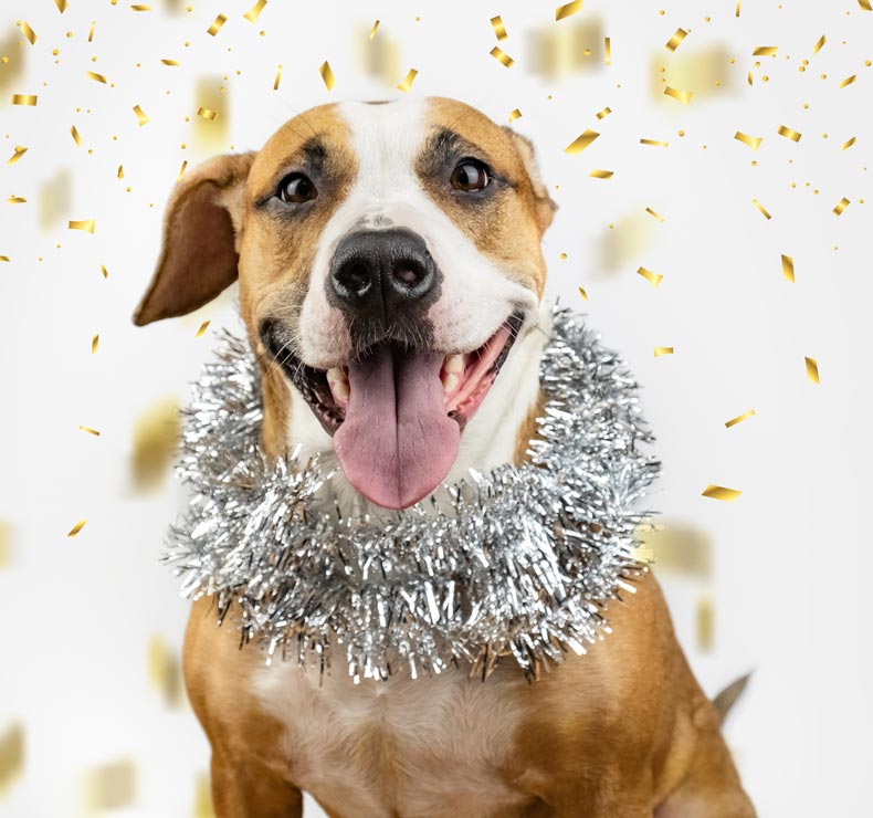 Use your dog’s personality traits to help you make New Year’s resolutions. Try making your resolutions based on your dog’s attributes.