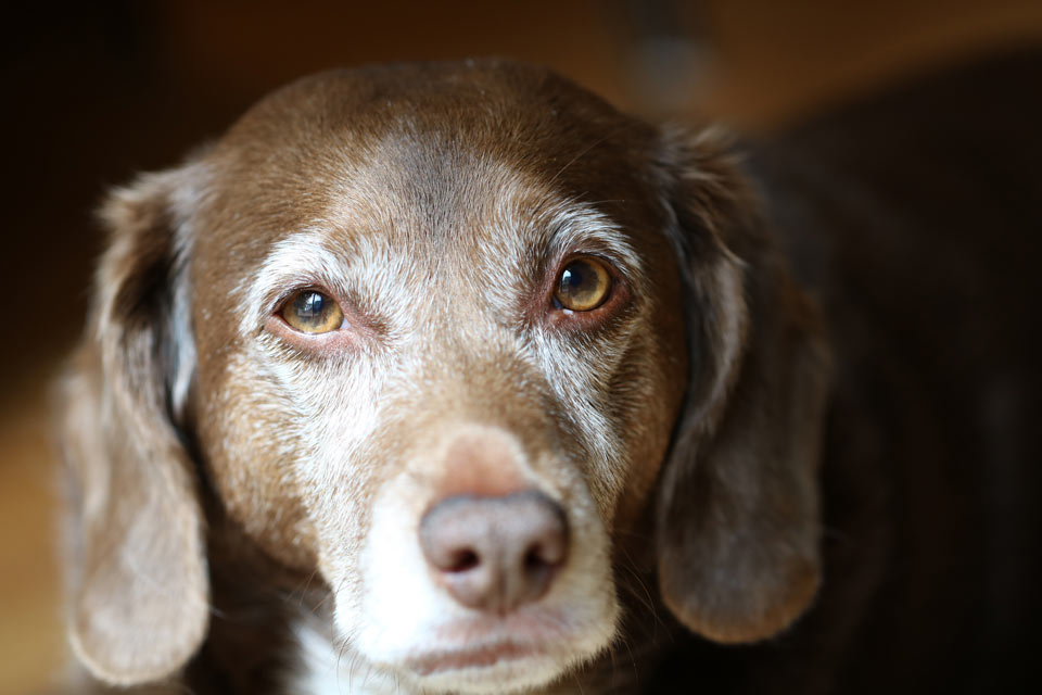 Is your dog experiencing a problem or aging normally? Learn when you need to be concerned a problem is more than normal dog aging.
