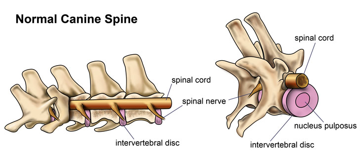 A normal canine spine has discs for shock absorption.