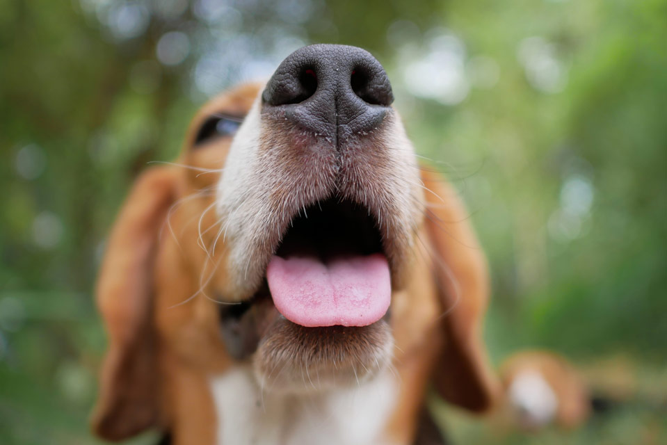 Learn the causes and treatments of nosebleeds in dogs.