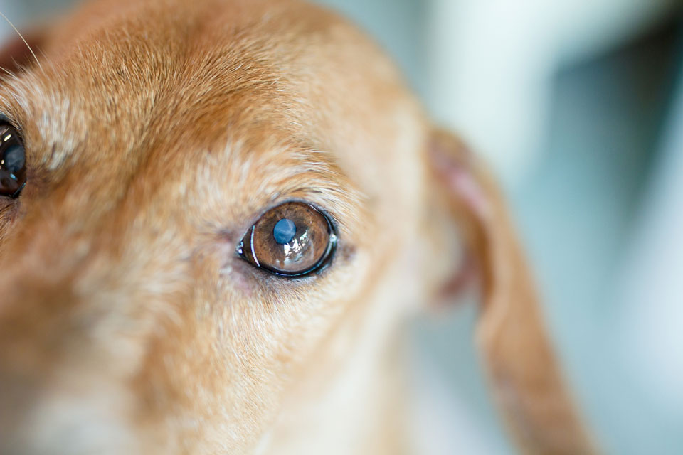 Nuclear sclerosis is a hardening of the lenses in a dog’s eyes.