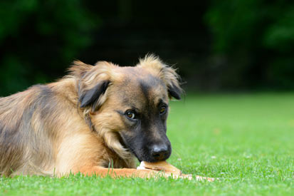 Puppy Nylabone Starter Kit lot has been recalled.