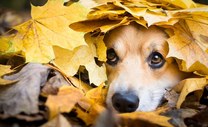 Keep your dog safe this fall Keep your dog safe this fall