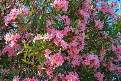 Oleander is toxic to dogs.