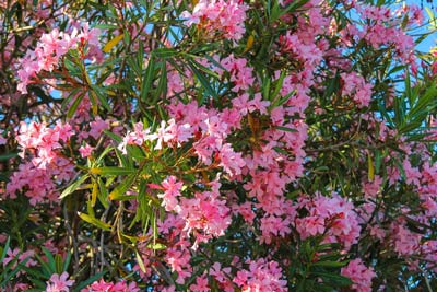 Oleander plants are dangerous for dogs. Oleander is toxic to dogs.