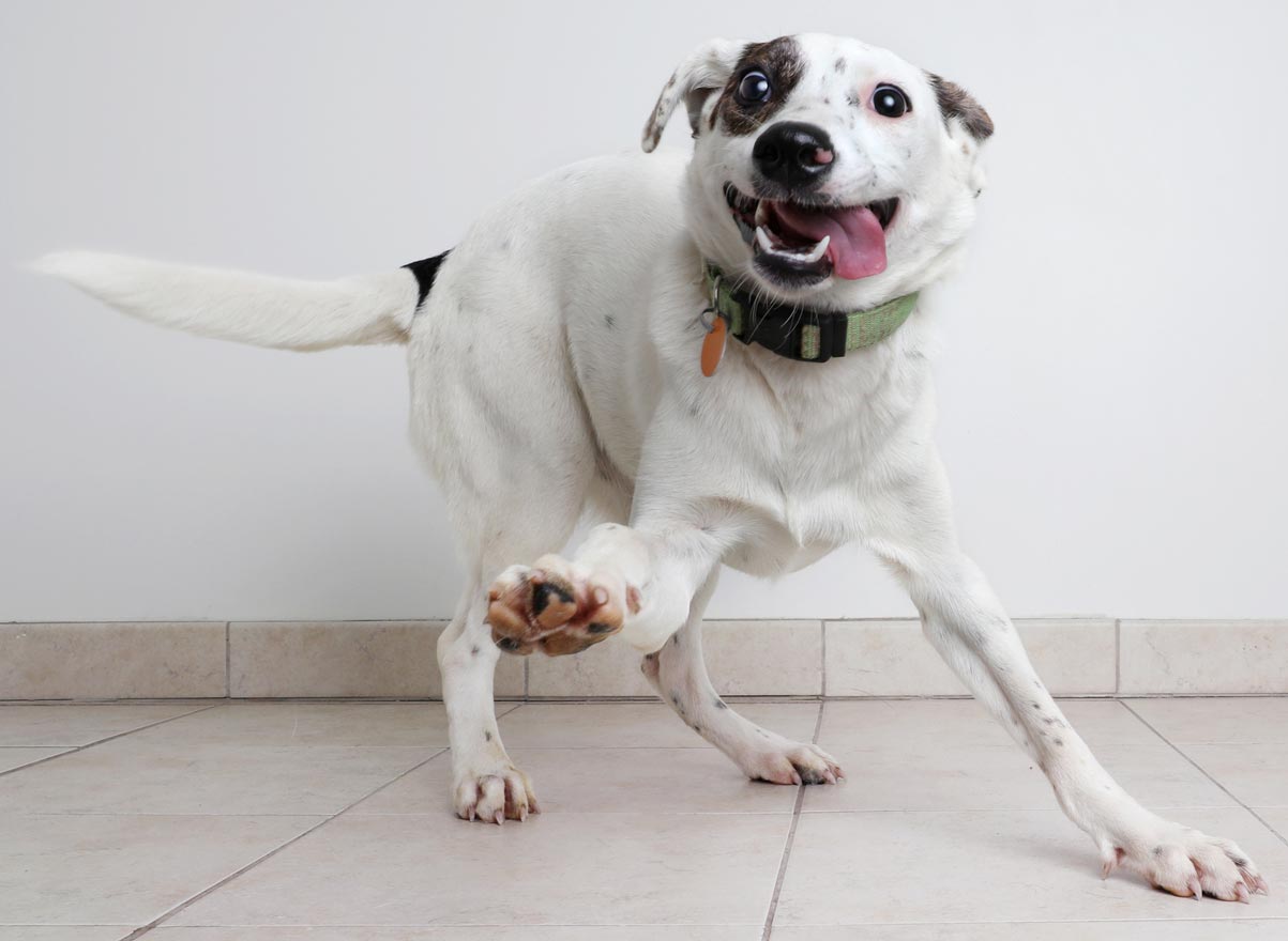 Take care using online pharmacies. Learn the risks of using online pharmacies for pet medications.