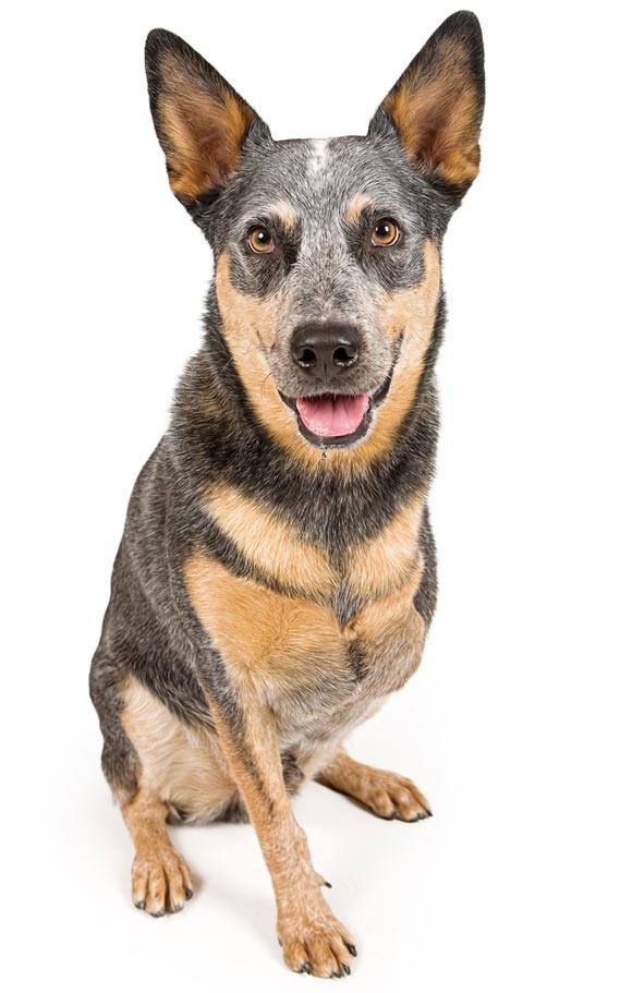 Osteosarcoma can strike dogs at any age. Osteosarcoma is the most common bone cancer in dogs.