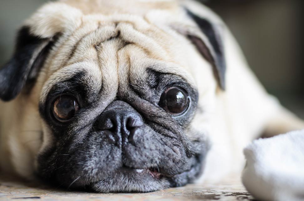 Learn these five overlooked dog care areas.