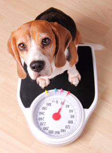 Your overweight dog will need your help to lose weight.