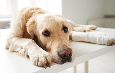 Dogs may show subtle signs of pain.