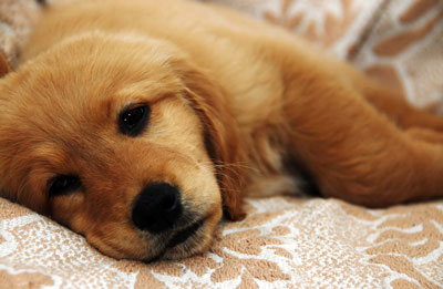 Parvovirus is a serious illness in dogs.