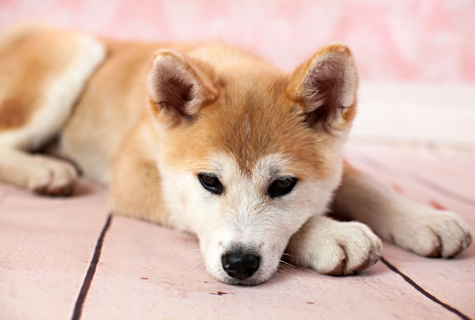 Learn the symptoms, diagnosis, and treatment of canine pemphigus. Learn about the autoimmune condition pemphigus in dogs.