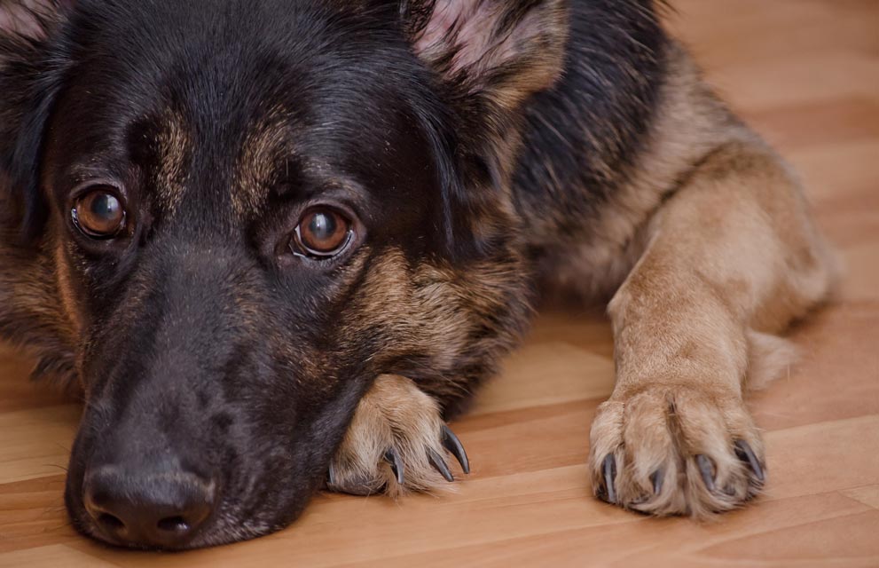 Perianal fistulas in dogs are common in German shepherds. Learn the causes of perianal fistulas in dogs.