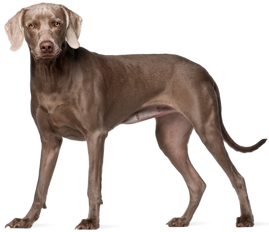 Pericardial effusion is fluid in the sac around the heart. Learn about pericardial effusion in dogs.