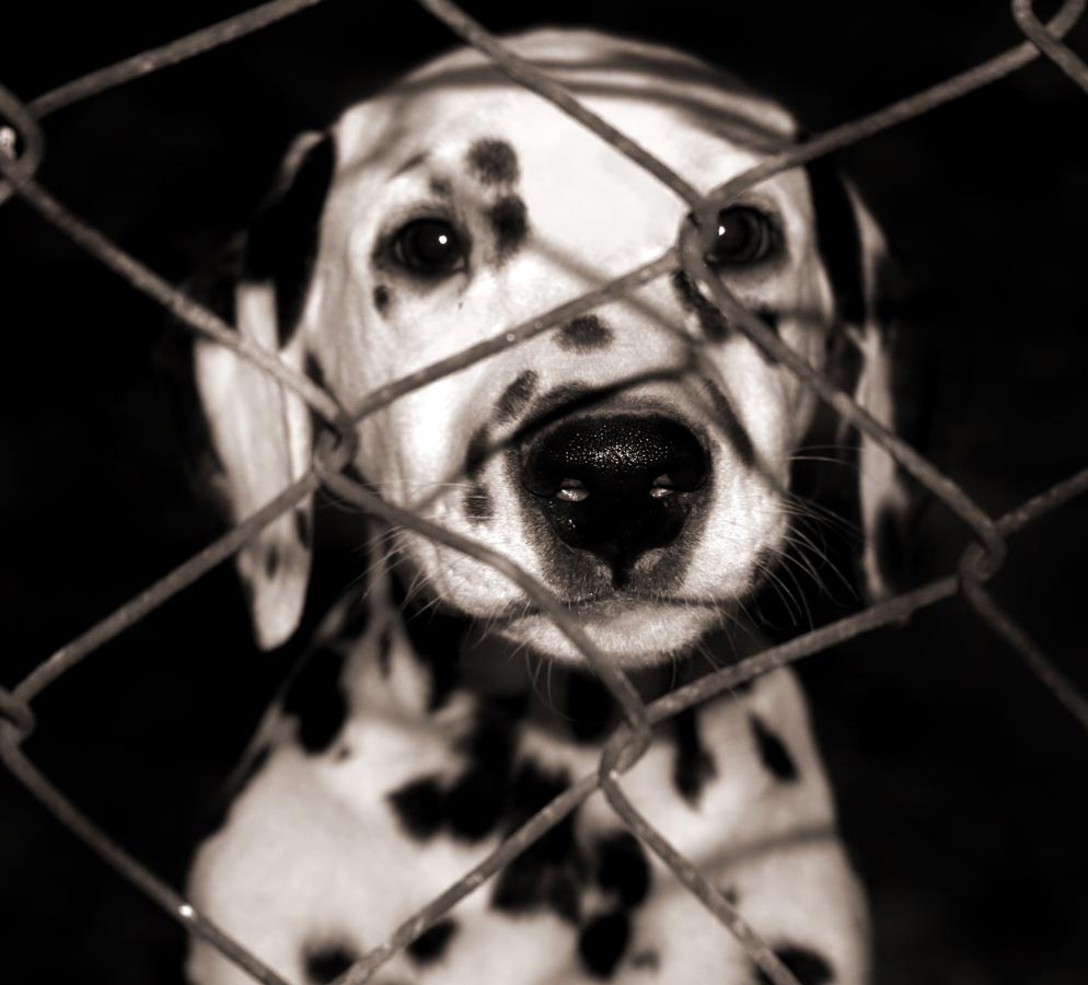 Phoenix requires pet stores to sell only shelter dogs.