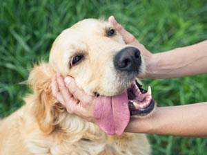 Dogs prefer petting to verbal praise. Do dogs prefer petting or verbal praise?
