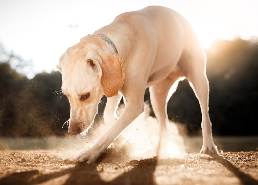 Dogs with pica may have a medical or behavioral problem. Pica is the eating of non-food items.