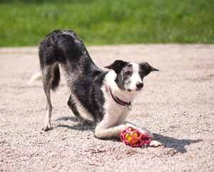 A dog commonly bows to another dog to invite play.