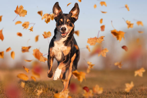 Supervise yourr dog when they play in leaves Supervise yourr dog when they play in leaves