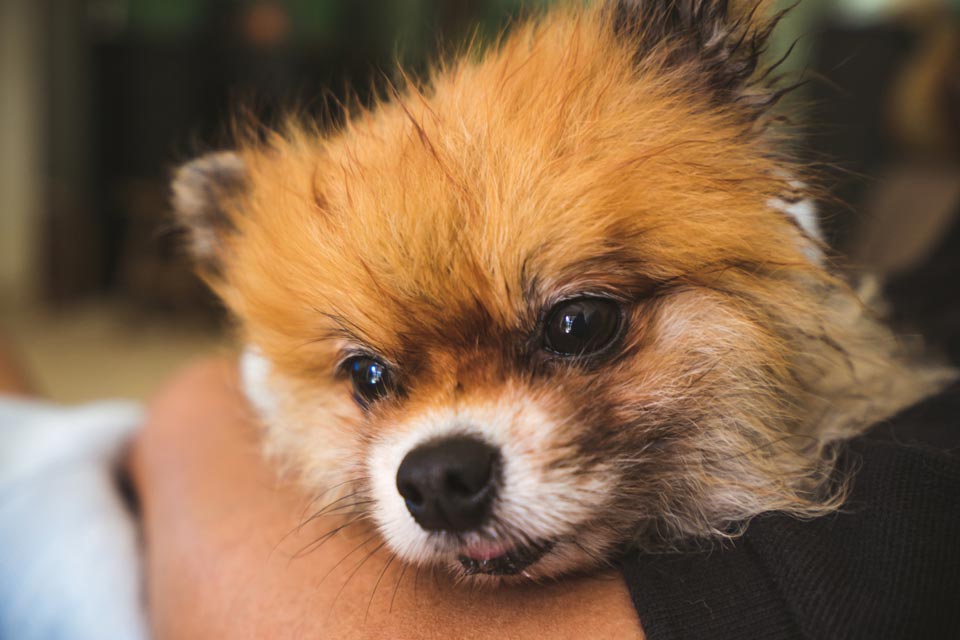 Pleural effusion causes difficulty breathing in dogs. Pleural effusion is fluid accumulation in the chest cavity.