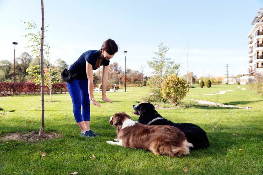 Positive reinforcement is a great way to train dogs. Learn about positive reinforcement for dog training.