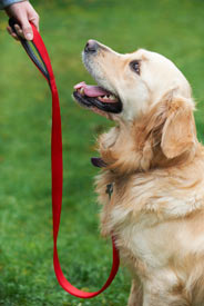 Clicker training for dogs can turn a dog that jumps on people into a dog that sits nicely.