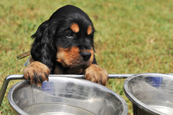Dogs need access to fresh, clean water at all times.