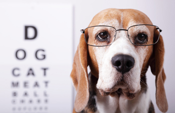 Progressive retinal atrophy leads to blindness in dogs. PRA is genetic in dogs.