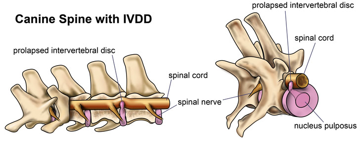A dog with IVDD may have prolapsed disc material.