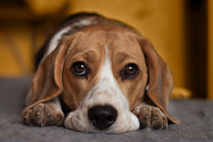 Male dogs may get prostatitis. Prostate infection in dogs can be life-threatening.
