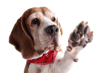 Be aware of ways paw pads can be injured. Protect your dog’s paw pads.