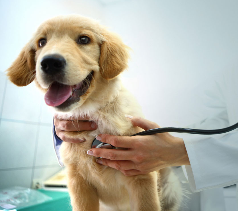 Pulmonary edema in dogs causes coughing and weakness.