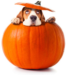 giving canned pumpkin to dogs