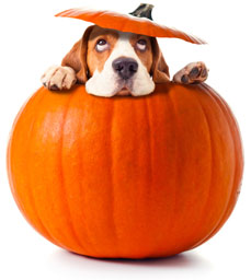 what is pumpkin good for dogs