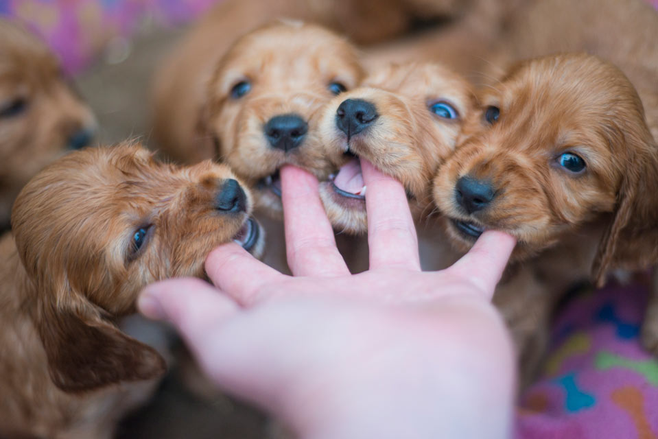 Three things not to do to curb puppy biting.