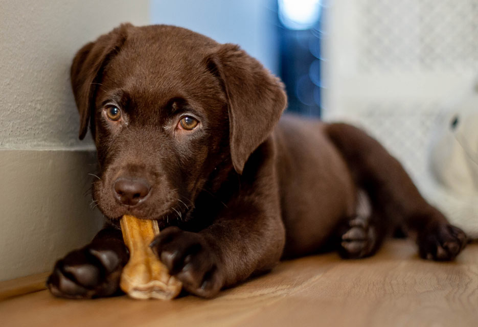 Puppy strangles causes severe facial swelling. Strangles is an auto-immune condition in puppies.