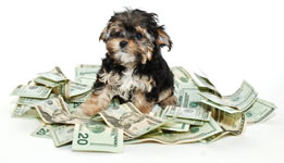 Dog vet costs climbing; prepare for dog vet bills.