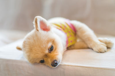 Kidney infections in dogs could be caused by genetic issues. Pyelonephritis in dogs can be serious.
