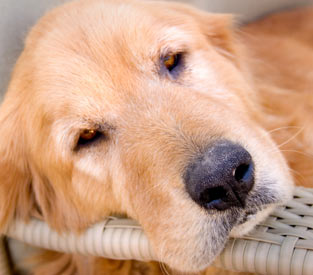 Pyometra can be prevented through early spaying. Pyometra in female dogs is serious and life-threatening.