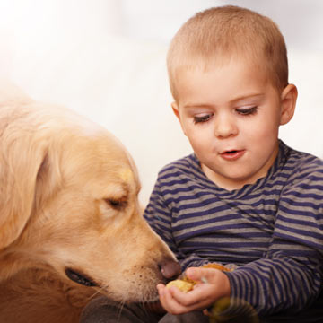 See if you know which foods are toxic to dogs. Test your knowledge about toxic foods for dogs.