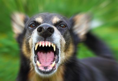 Rabies is a virus that causes death in dogs and humans.