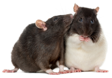 Dogs are often poisoned by rat poison. Rat poison also kills dogs.