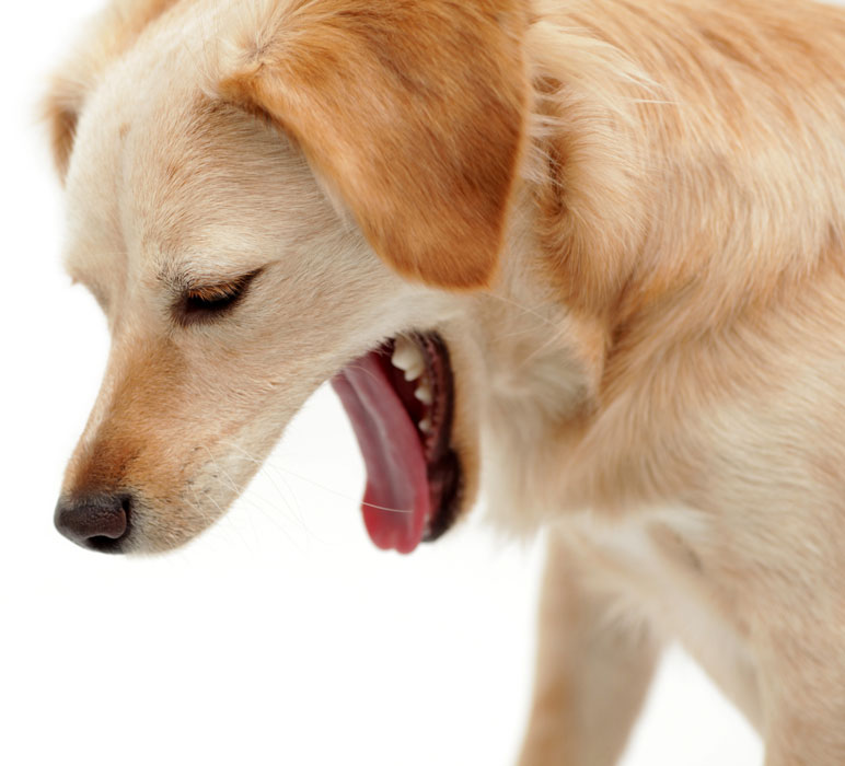 how can i tell if my dog has regurgitated instead of vomiting