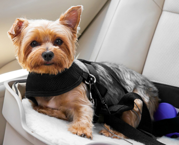 It’s dangerous to have an unrestrained dog in your car. Use a seatbelt, crate, or booster seat restraint for your dog in the car.
