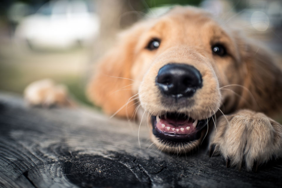 Learn about retained deciduous teeth in dogs.