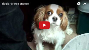 Find out what reverse sneezing in dogs looks like.