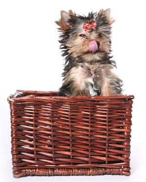 Reverse sneezing in dogs is usually not serious. Reverse sneezing in dogs can look alarming.
