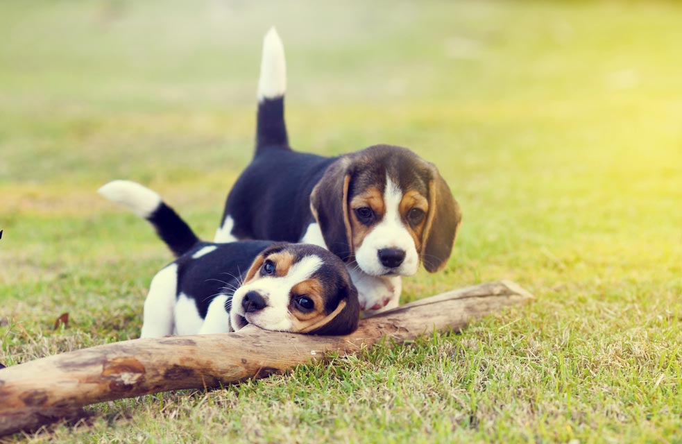 Learn about canine roundworms. Learn about roundworms in dogs.
